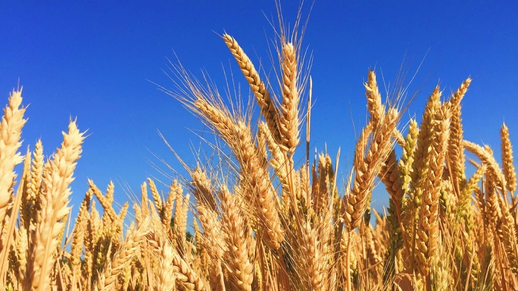 Descubren Cómo el Trigo Resiste la Sequía: Un Avance para la Agricultura