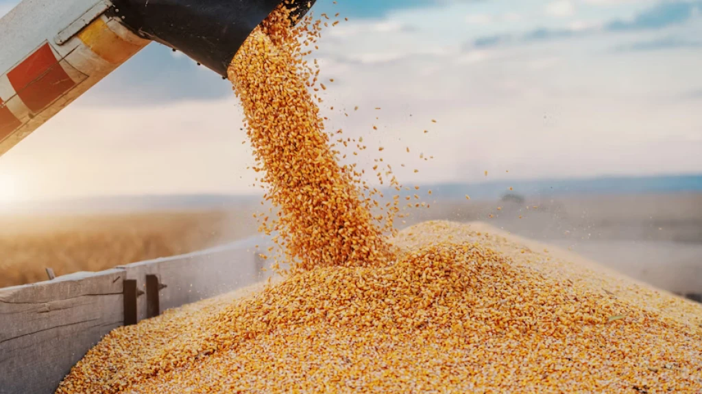 Reabre SADER ventanilla para pago a productores de maíz en Sinaloa