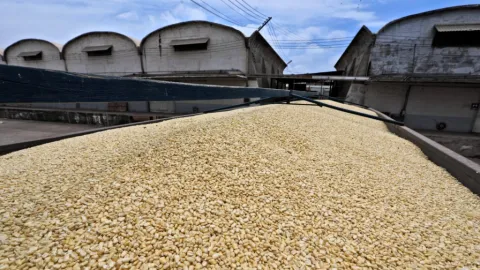 Amplía SADER plazo para formalización de contratos de compraventa del maíz del ciclo otoño-invierno 2025-2026: Bello Esquivel