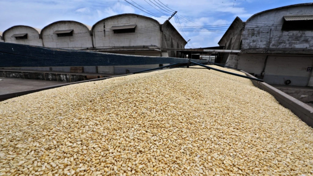 Maiceros Mantienen Tomada Caseta de Costa Rica Exigiendo Pagos Urgentes y Precios Justos