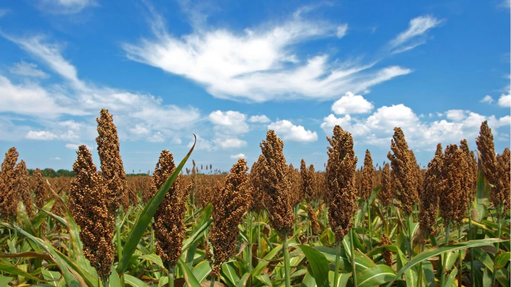 China Duplica Compra de Sorgo Sinaloense a 1.2 MMD Toneladas