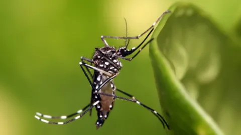 Culiacán en 'Foco Verde' por Dengue con 33 Casos Confirmados; Sinaloa Suma 445 y Refuerza Prevención