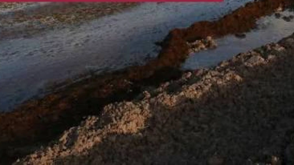 Respiro para Quintana Roo: Monitoreo Satelital Predice Descenso de Sargazo en Agosto y Septiembre tras Pico Máximo Histórico