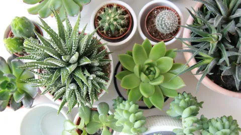 Cactáceas y Feng Shui: Activa Abundancia y Protege Tu Hogar con su Poder Energético