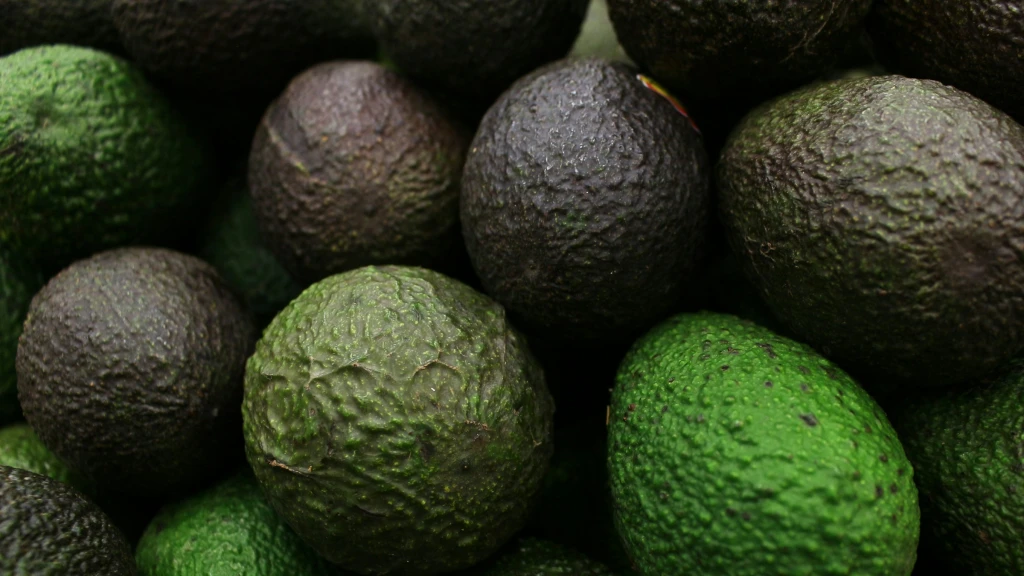 Sheinbaum Lanza Plan para Reactivar Exportaciones de Aguacate de Michoacán a EE.UU. tras Alerta de Seguridad