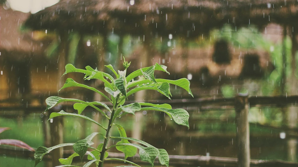Sinaloa: Monzón Mexicano Prepara Tormentas y Bochorno Intenso para el Fin de Semana