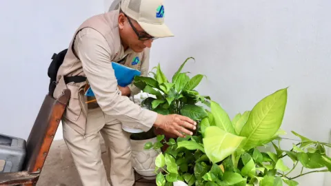 Sinaloa: Secretaría de Salud Investiga Seis Posibles Muertes por Dengue y Reporta 490 Casos Confirmados