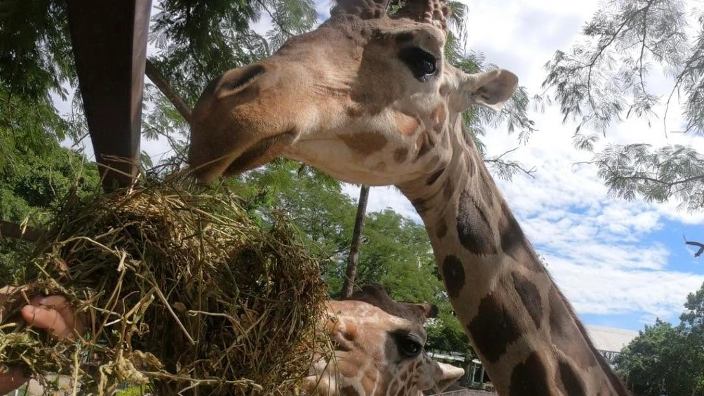 Fallece Yuli, la jirafa del Zoológico de Culiacán, tras caída