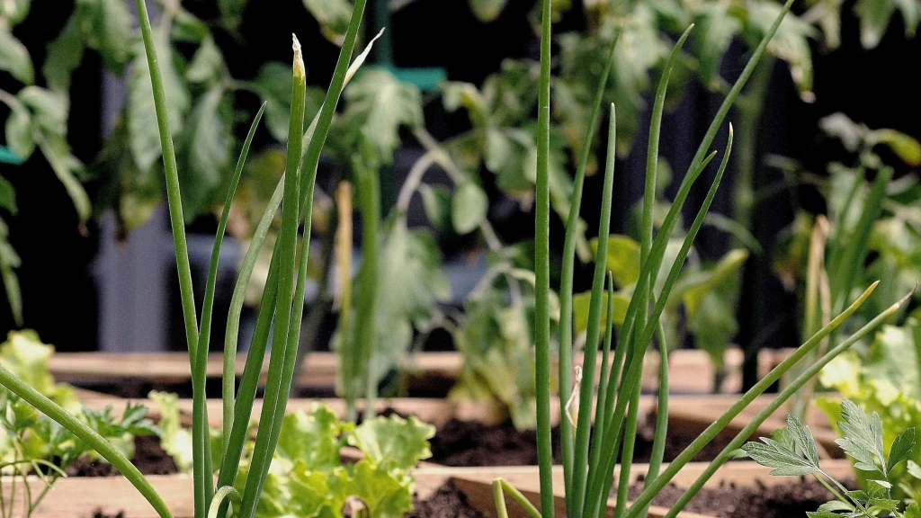 Huertos urbanos: Cómo cultivar tus propios alimentos en casa para ahorrar dinero y mejorar tu salud
