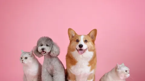 Guía financiera para el cuidado de mascotas: Cómo administrar los gastos esenciales sin afectar tu presupuesto