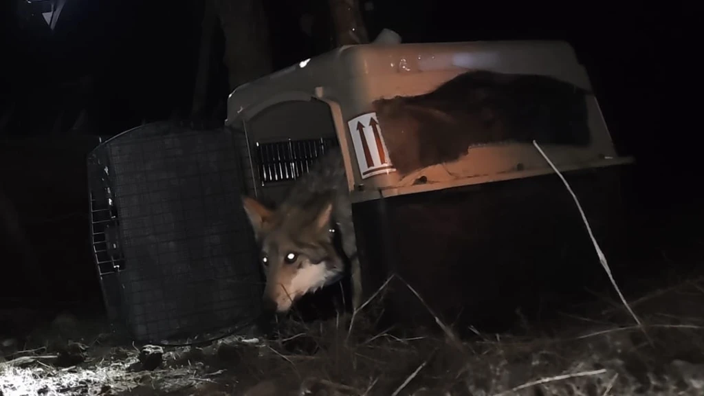 México fortalece acciones para la recuperación del lobo mexicano